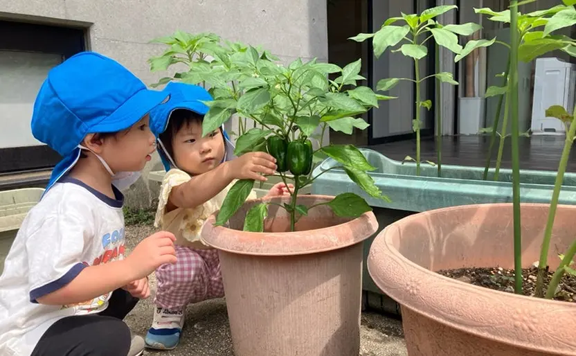 横浜りとるぱんぷきんずの園児が菜園をする様子